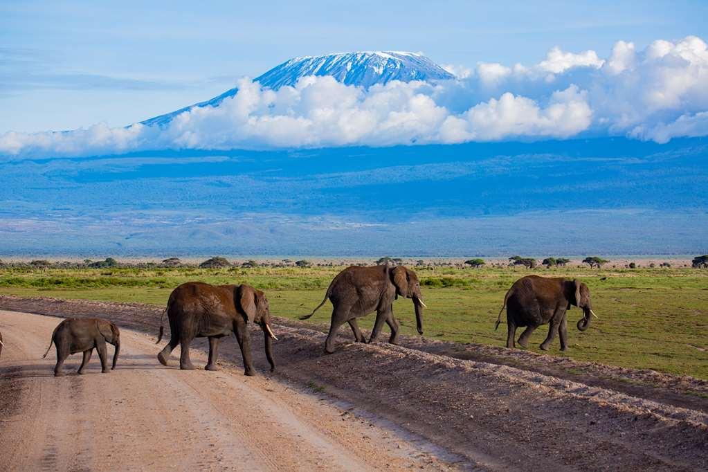 Amboseli Serena Safari Lodge Faciliteter billede