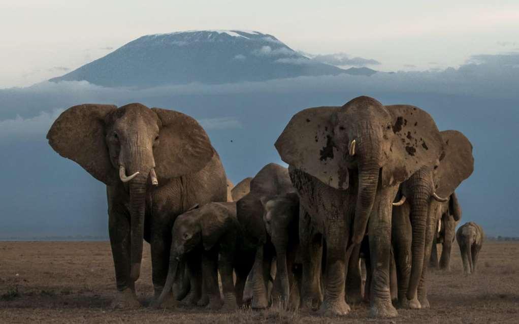 Amboseli Serena Safari Lodge Faciliteter billede