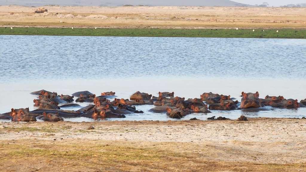 Amboseli Serena Safari Lodge Faciliteter billede